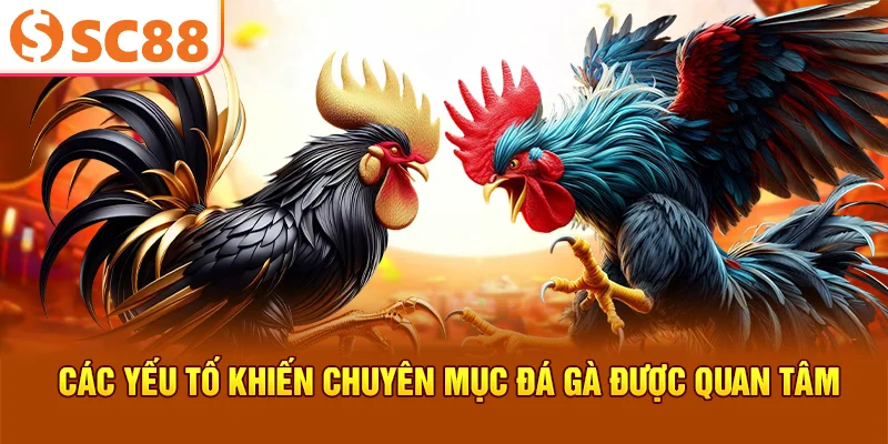 Các yếu tố khiến chuyên mục đá gà được quan tâm