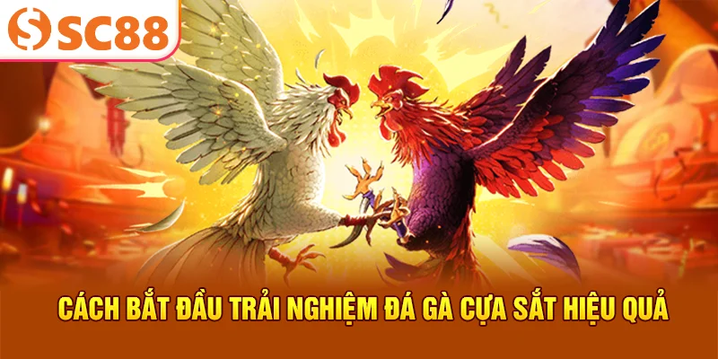 Cách bắt đầu trải nghiệm đá gà trực tuyến hiệu quả
