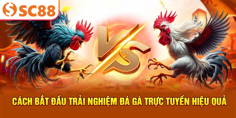 Cách bắt đầu trải nghiệm đá gà cựa sắt hiệu quả