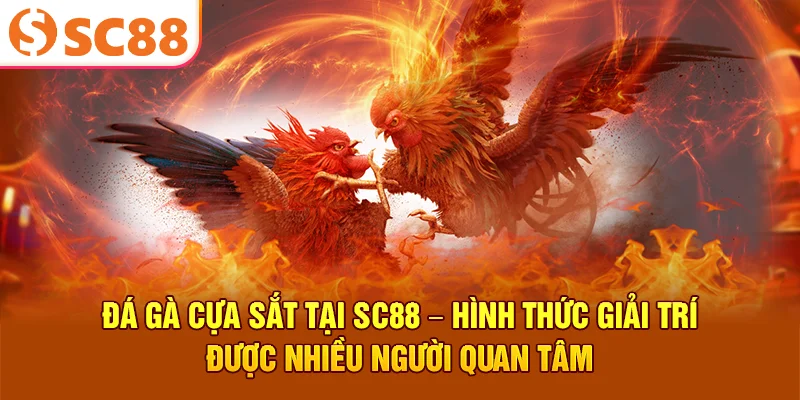 Đá Gà Cựa Sắt Tại SC88 – Hình Thức Giải Trí Được Nhiều Người Quan Tâm