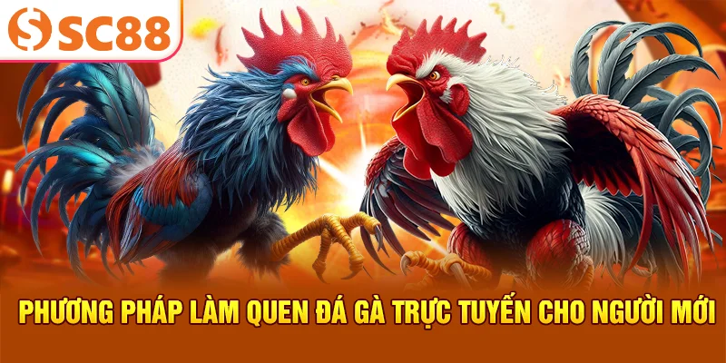 Phương pháp làm quen đá gà trực tuyến cho người mới